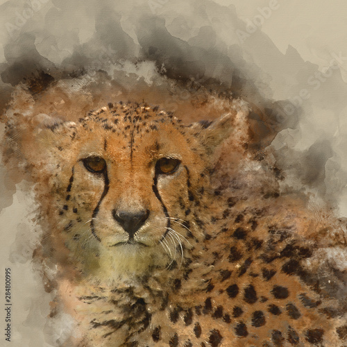 Digital watercolor painting of Beautiful close up portrait of Cheetah Acinonyx Jubatus in colorful landscape photo