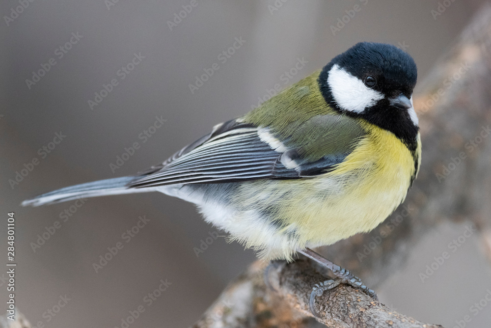 Obraz premium Great Tit, Parus major in the natural environment in the winter. Novosibirsk region, Russia.