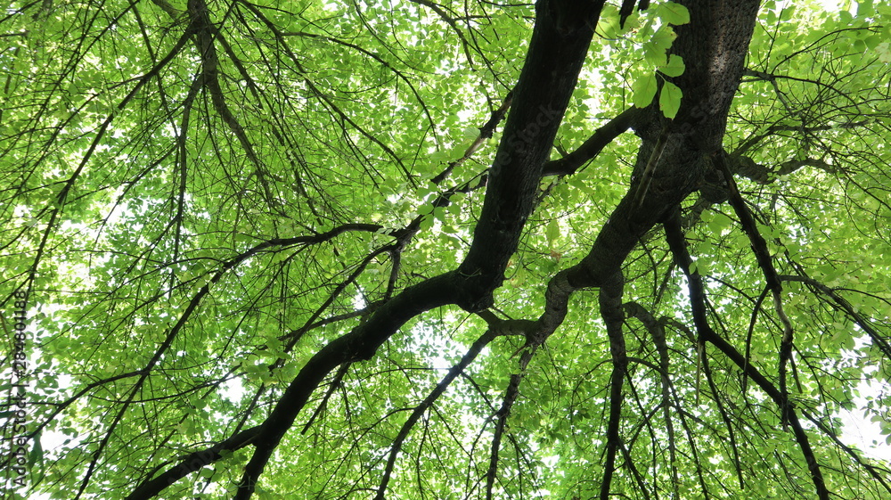 Fototapeta premium tree on a background of blue sky