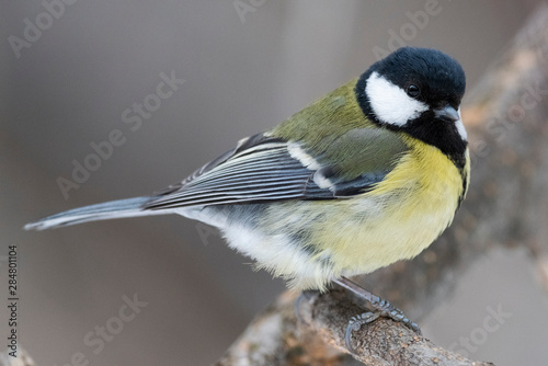Great Tit, Parus major in the natural environment in the winter. Novosibirsk region, Russia.