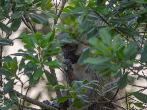 Vervet Monkey in Queen Elizabeth National Park  Uganda