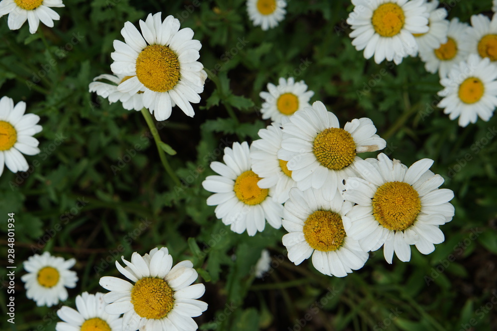 Obraz premium Daisies