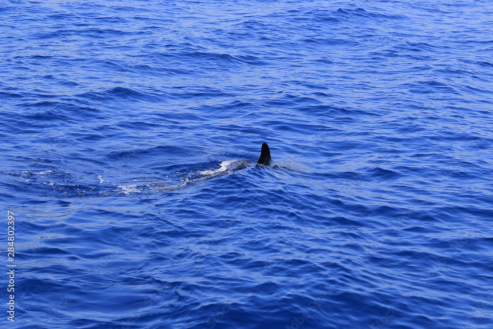 Fototapeta premium Dolphin fin above the water