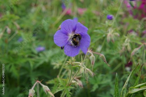 Geranium and a bee