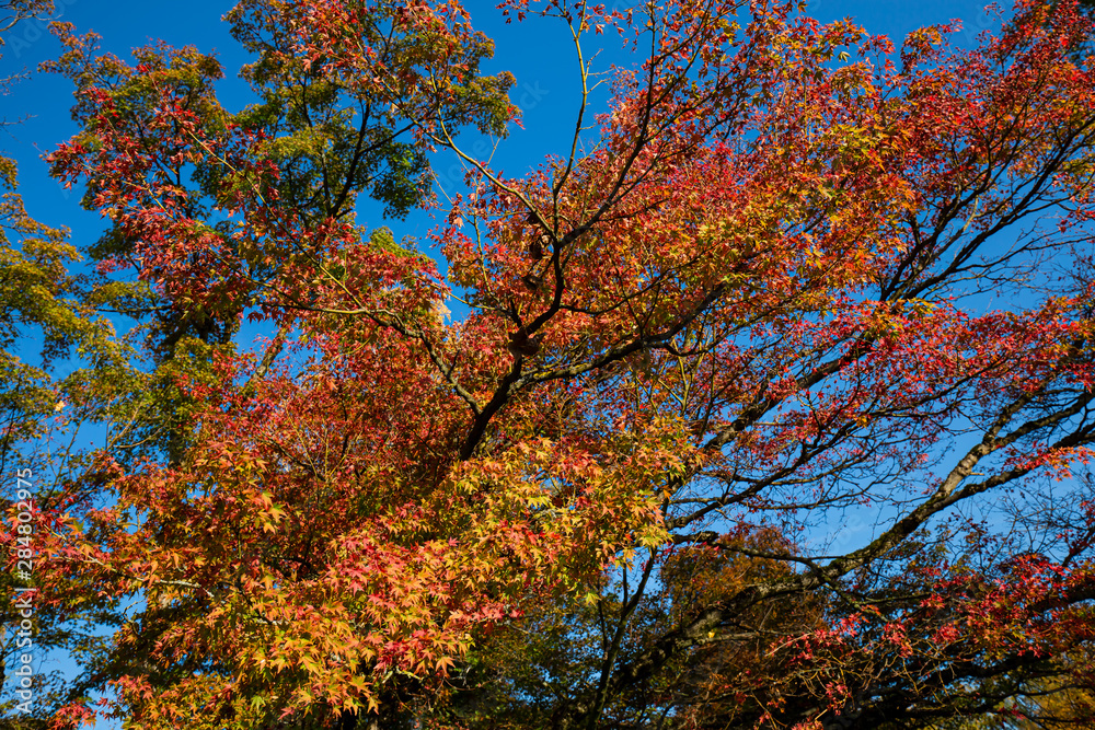 Herbst