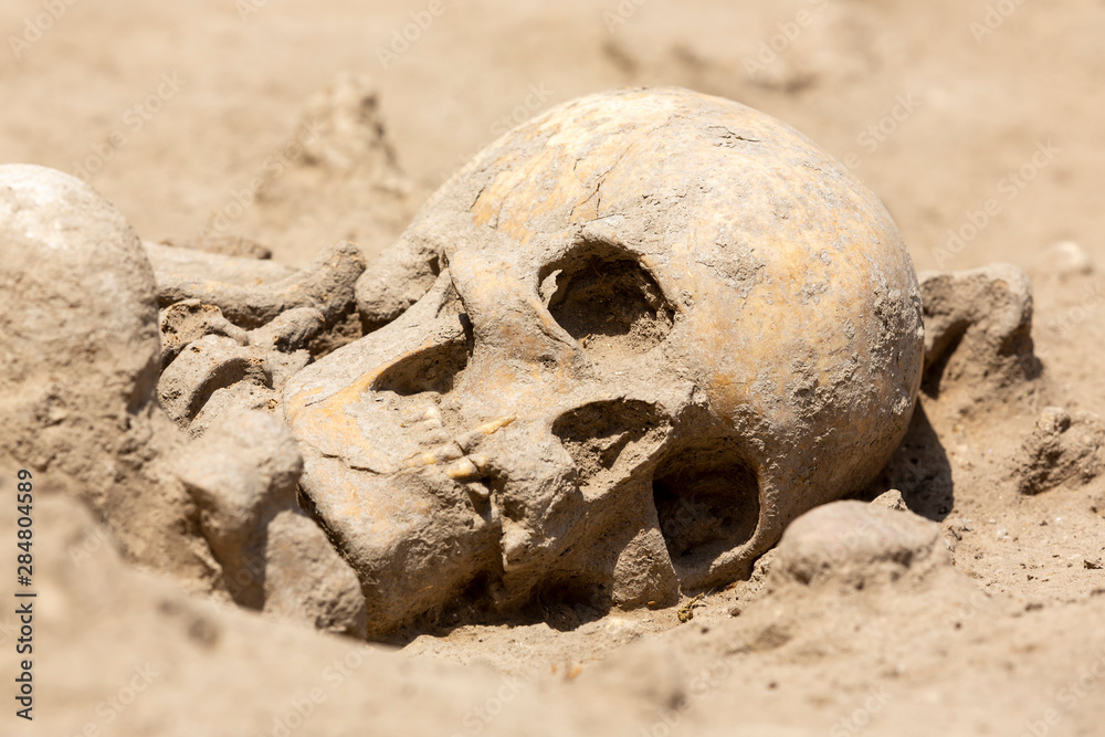 Skeleton skull archeology Skeleton skull archeology