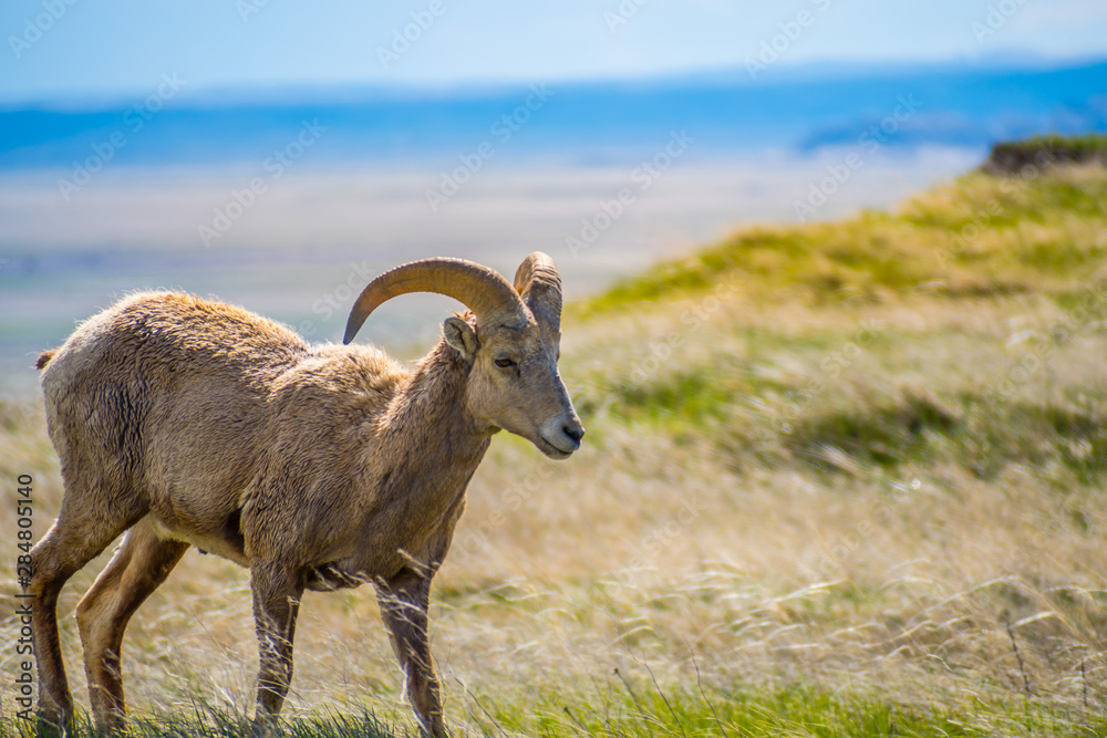 Naklejka premium A female Bighorn Sheep in the field of Badlands National Park, South Dakota