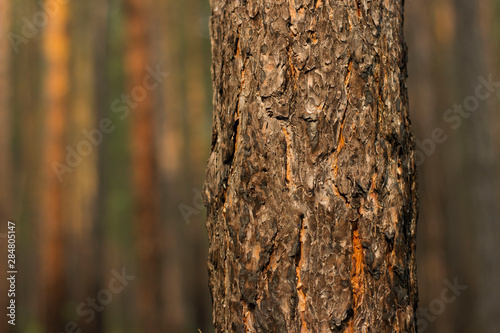 forest background Wallpaper