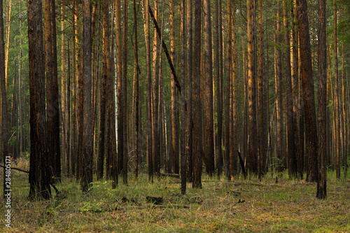 forest background Wallpaper