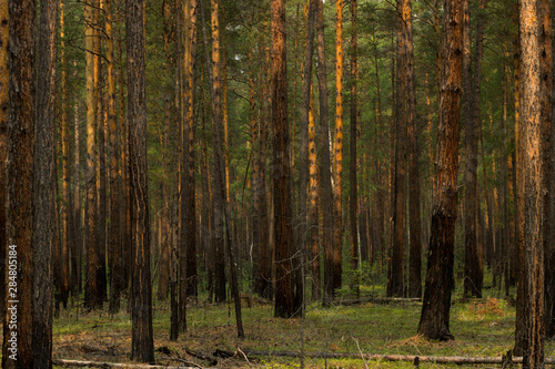 forest background Wallpaper