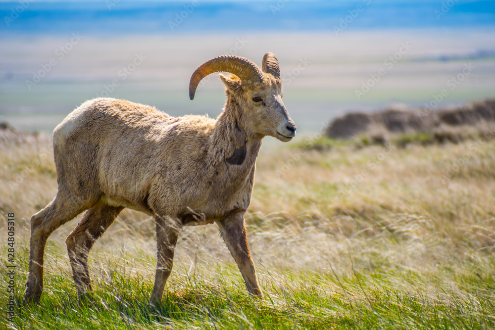 Fototapeta premium A female Bighorn Sheep in the field of Badlands National Park, South Dakota