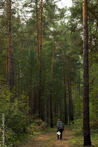 forest background Wallpaper