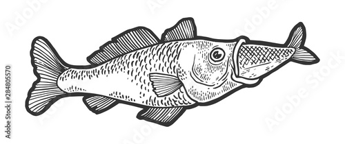 Fish eat swallows another smaller fish sketch engraving vector illustration. Scratch board style imitation. Black and white hand drawn image.