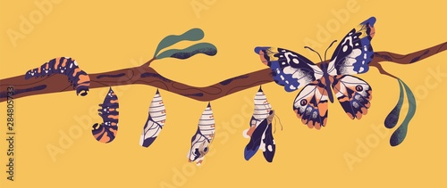 Leinwand Poster Butterfly life cycle - caterpillar, larva, pupa, imago eclosion