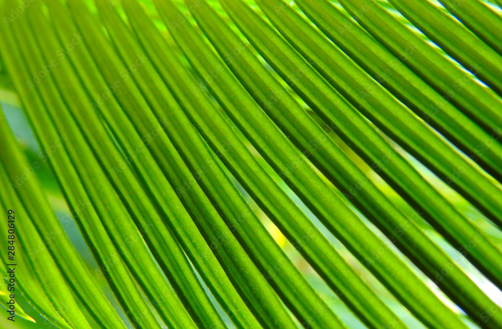 Leaves palmate branch. Excellent texture. Background. Leaves palmate branch. Excellent texture. Background.