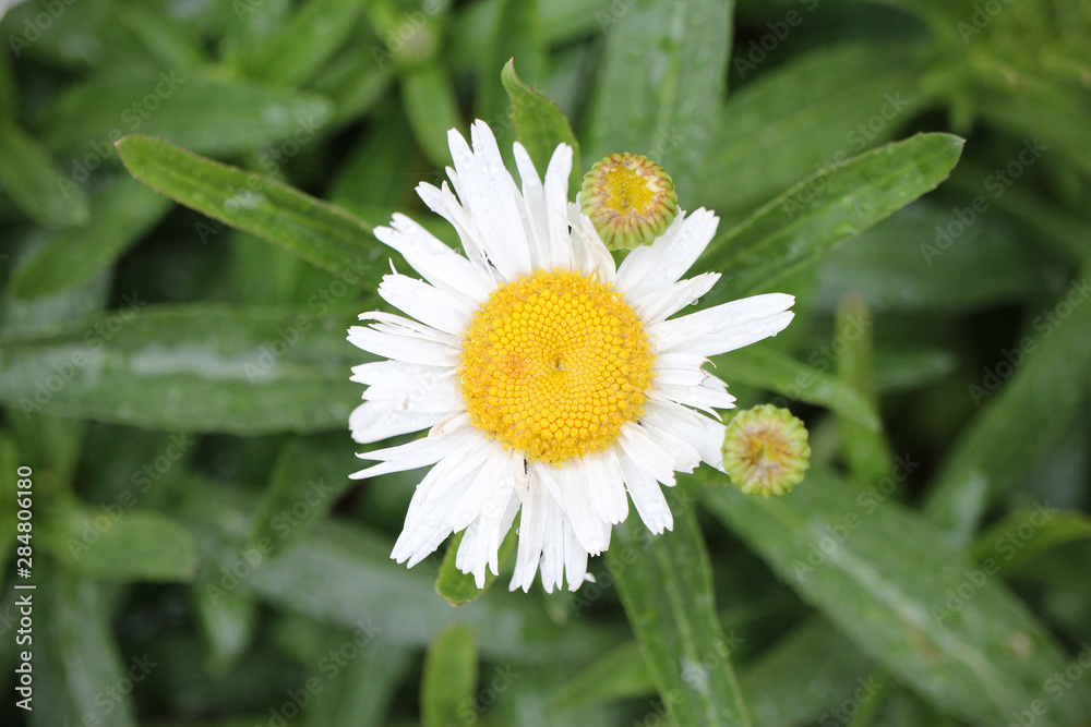 Obraz premium daisy in the grass from close-up