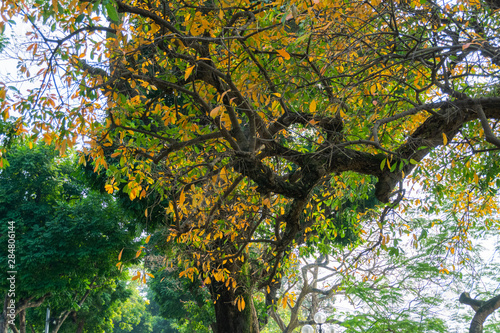 Yellow red leaves on branches in Hanoi. The "leaf change" season at Hoan Kiem lake, center of Hanoi