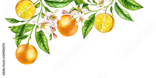 Orange fruit branch corner composition. Realistic botanical watercolor illustration with citrus tree and flowers, hand drawn isolated floral design on white. photo