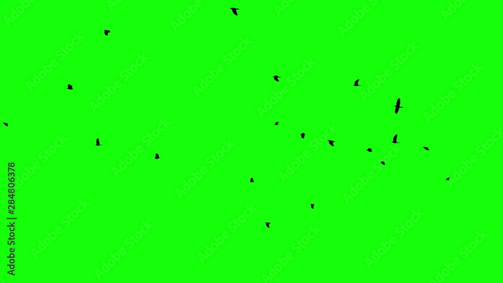 Black crows fly into the clear sky from right to left then disappear Smooth unhurried flight of black birds over the horizon Chromakey footge Clear in and out of Black birds appearing