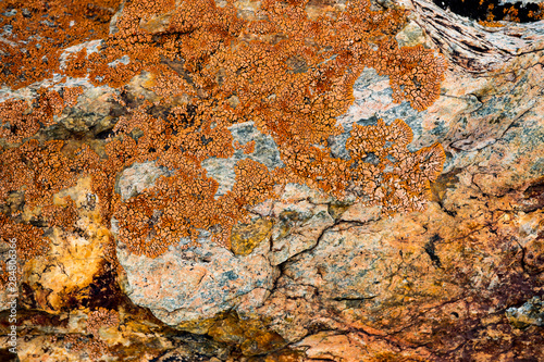 The texture of the stone overgrown with moss. Background image of a boulder