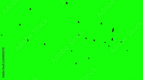 Black crows fly into the clear sky from right to left then disappear Smooth unhurried flight of black birds over the horizon Chromakey footge Clear in and out of Black birds appearing photo