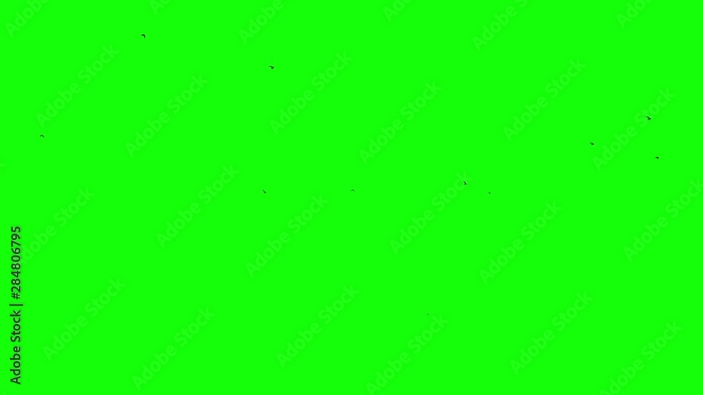 A flock of fast black birds flies from right to left against a green background Chromakey green screen footge