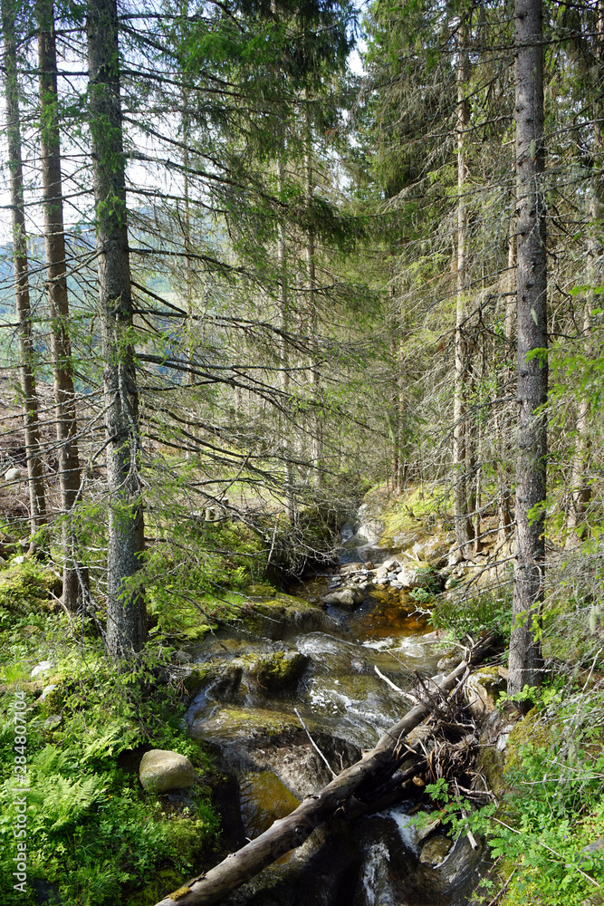 Fototapeta premium River in forest