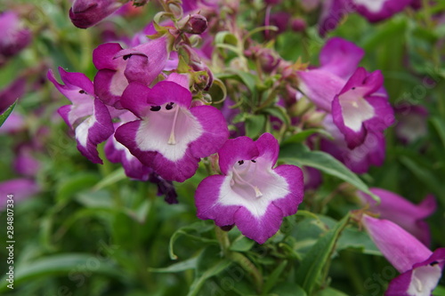 Purple penstemon photo