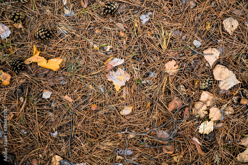 Texture yellowed needles Texture yellowed needles