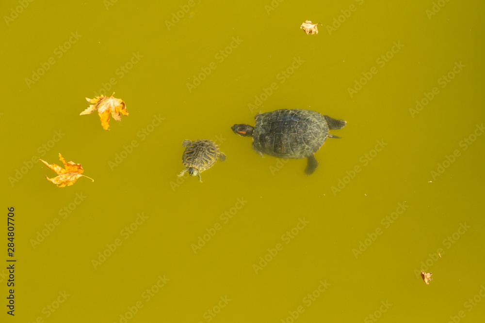 Obraz premium turtles in a pond