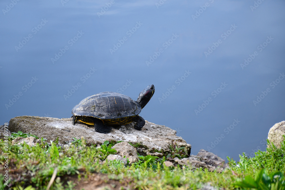 Turtle standing sun bath on rock at the park in tokyo, Japan Turtle standing sun bath on rock at the park in tokyo, Japan