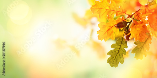 Autumn yellow leaves  of oak tree in autumn park. Fall background with leaves. Beautiful autumn landscape. photo