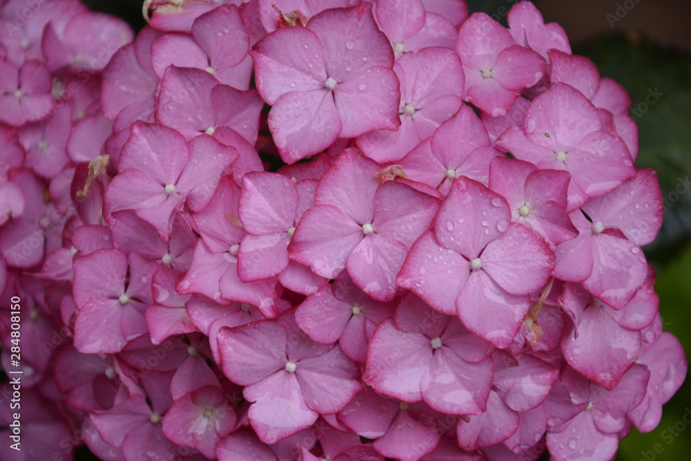 Pink hydrangea/hortensia