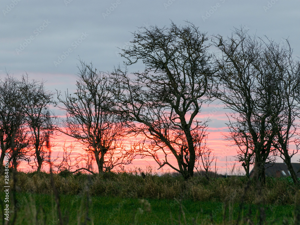 landscape with black and naked tree silhouettes against the sunrise sky