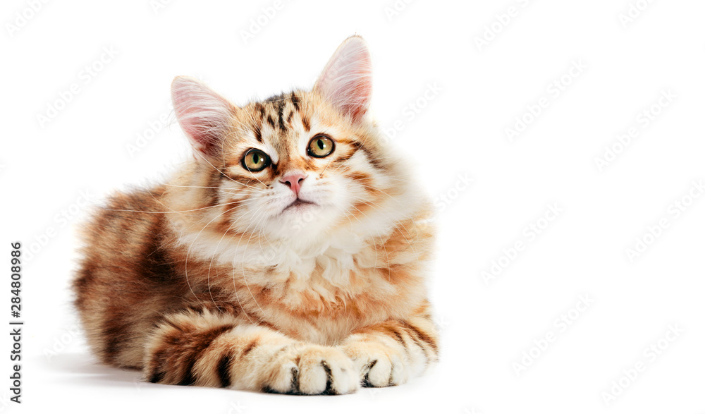 Siberian cat, a kitten lying and looking up. Isolated Siberian cat, a kitten lying and looking up. Isolated