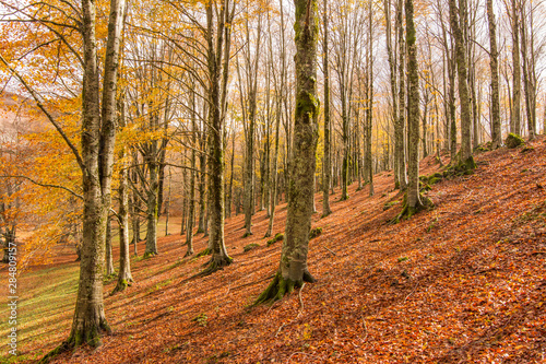 Foliage in Monti Simbruini national park  Lazio  Italy. Autumn colors in a beechwood. Beechs with yellow leaves.