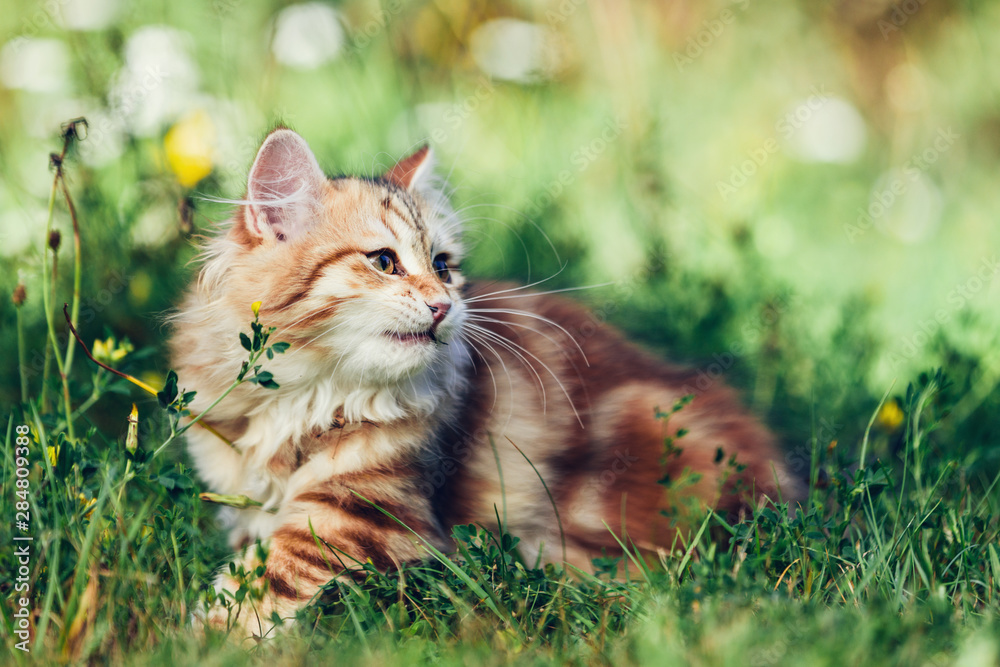 A kitten - Siberian cat playing in grass
