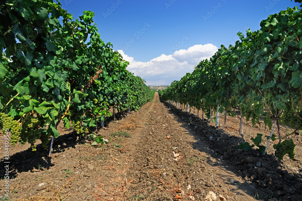 Wine estate vineyard plantation system with grape vines and plants rows. Plantation with green grapes on trellis formation, used for viticulture vineyard production in Chalkidiki Peninsula, Greece.