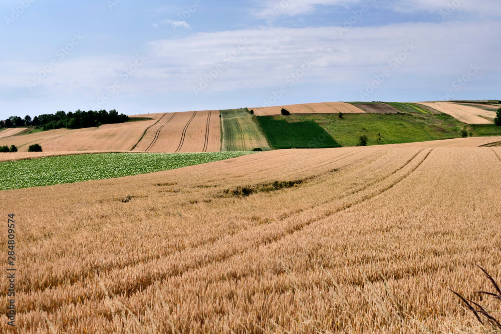 Poranne letnie słońce oświetla  pola dojrzewających zbóż  w krajobrazie wiejskim