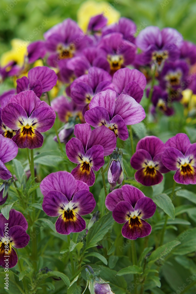 Fototapeta premium Purple pansies