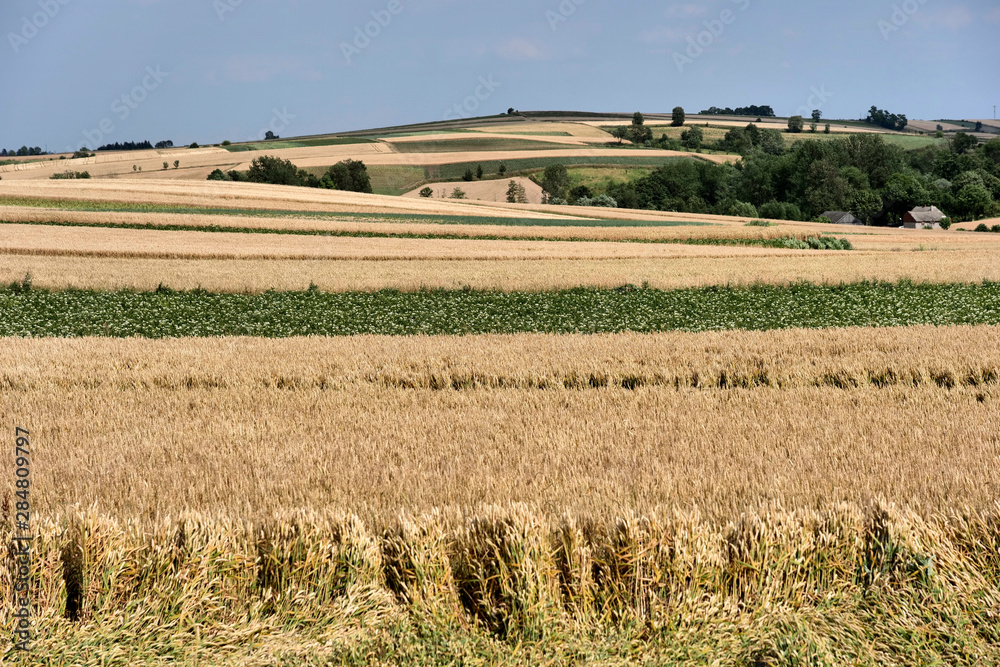 Poranne letnie słońce oświetla  pola dojrzewających zbóż  w krajobrazie wiejskim