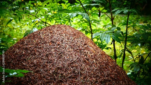 large anthill in a green wet forest, continuous movement photo