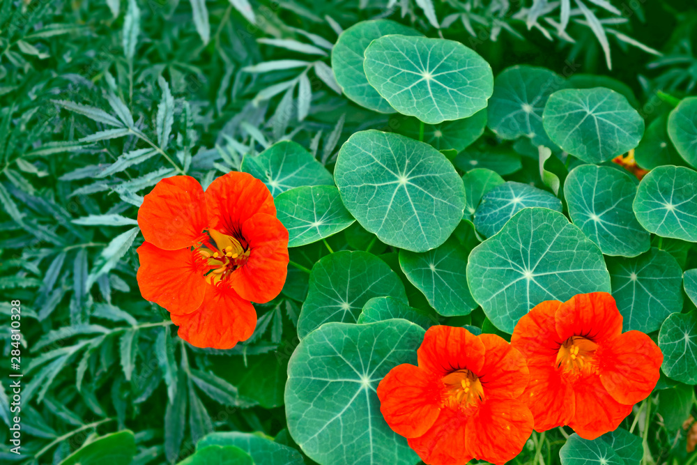nasturtium flowers. Summer landscape nasturtium flowers. Summer landscape