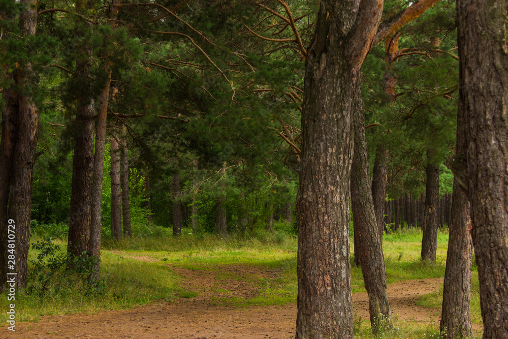 beautiful tree in a summer green forest beautiful tree in a summer green forest