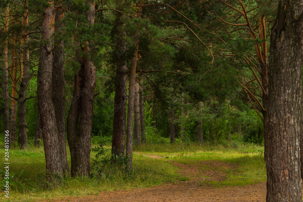 beautiful tree in a summer green forest