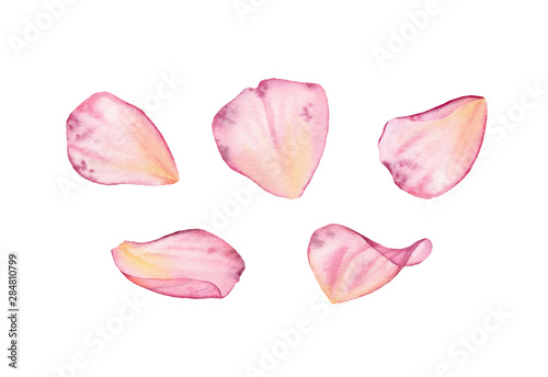 Transparent rose pink petals. Watercolor hand drawn illustration isolated on white for wedding stationery design, card print