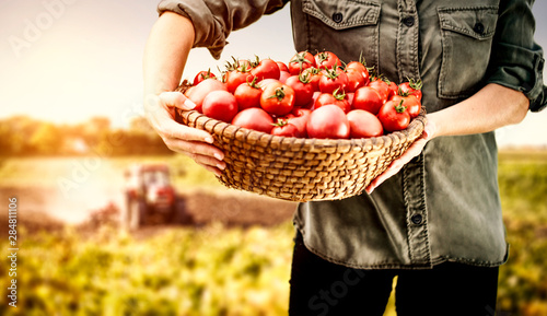 Fresh red tomatoes in hands and farm background 