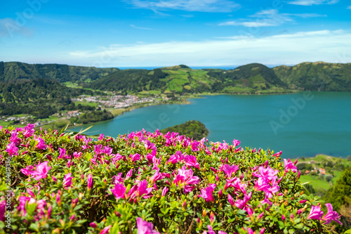 Beautiful view of pink flowers to background lake. Azores  Sao Miguel  Portugal