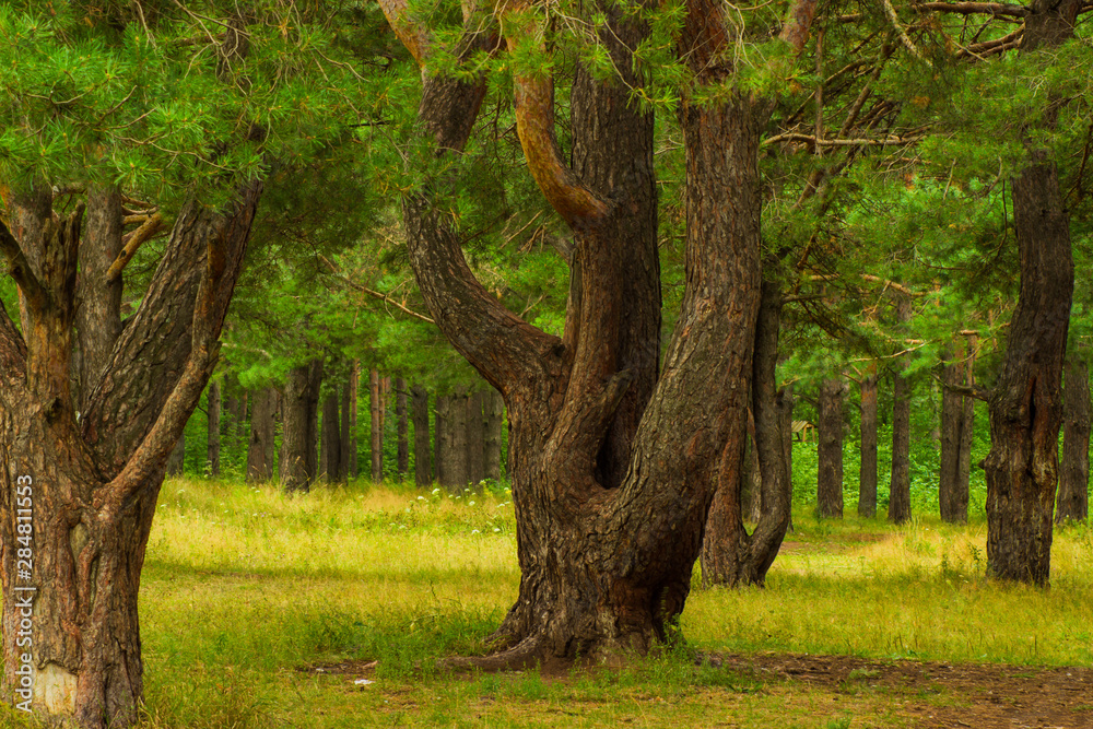 beautiful tree in a summer green forest beautiful tree in a summer green forest