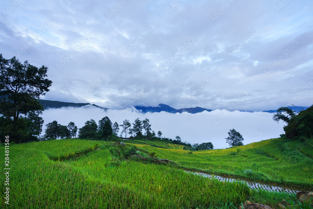 Fototapeta premium Terraced rice field landscape in harvesting season with low clouds in Y Ty, Bat Xat district, Lao Cai, north Vietnam
